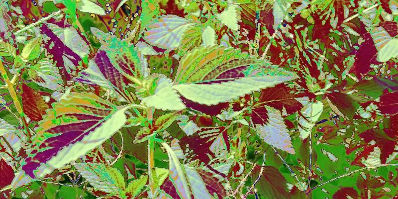 Natural Herbs