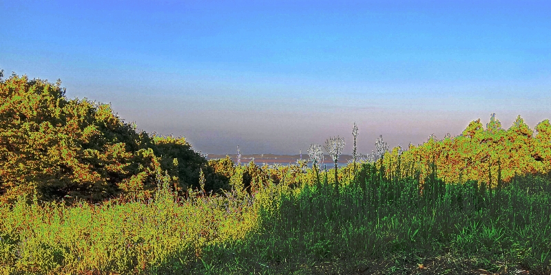 From Japan
